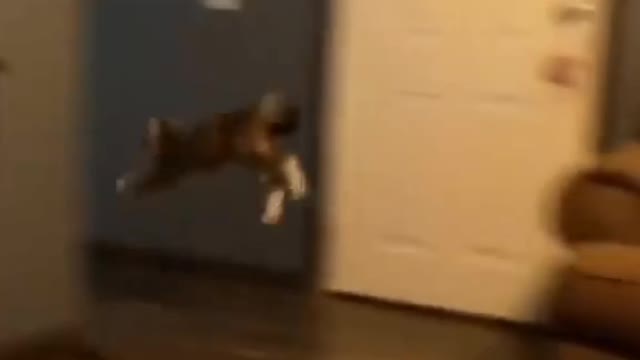 My can Jump and ru very fast 😂🐱