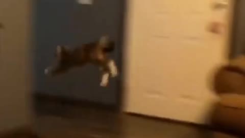 My can Jump and ru very fast 😂🐱
