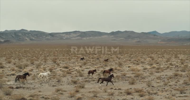 Wild Horses in the desert 2nd