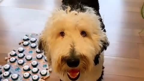 very funny dog with good friendship