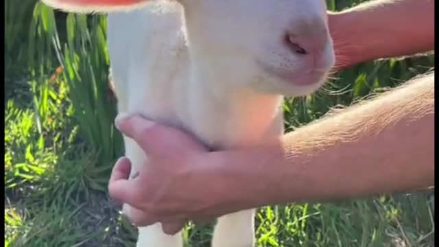 This sheep's tail wags funny, don't you think?