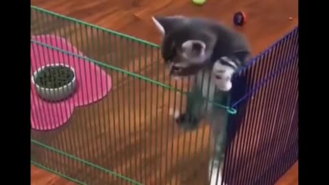 Cute Baby Animals, Super Cute_Baby Pets | Cute Kittens 🙃 Super Funny Animal Videos.