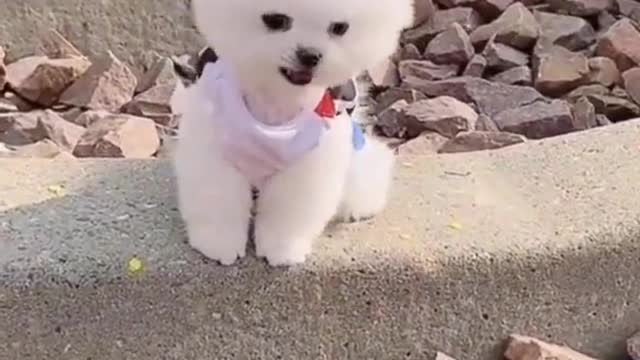 Cute 🥰 Pomeranian Puppy Video ! Dog Video ! Cute Puppy short ! Puppies Video