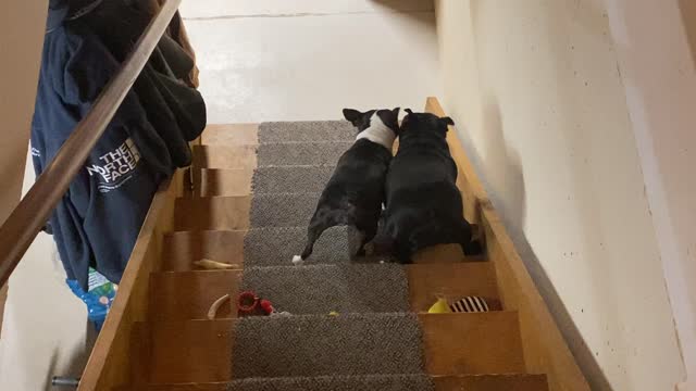 Boston Terrier escapades