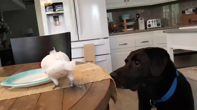 Parrot annoys cat interest video