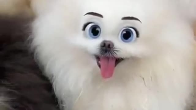 Cute Pets And Funny Animals Compilation - Best cutest animal