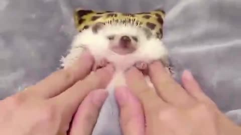 Come in for a full body massage, my friend.