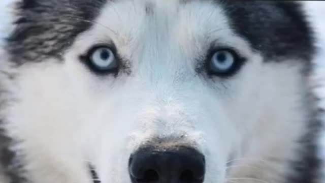 funny dogs try not to laugh with them