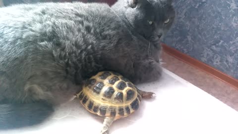 Tortilla sticks to a warm cat because of the love for him