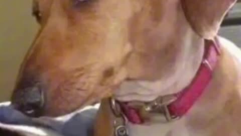 Woman Gets Side Eyed From Dachshund / Doxie Dog! Insta Viral Video Clip