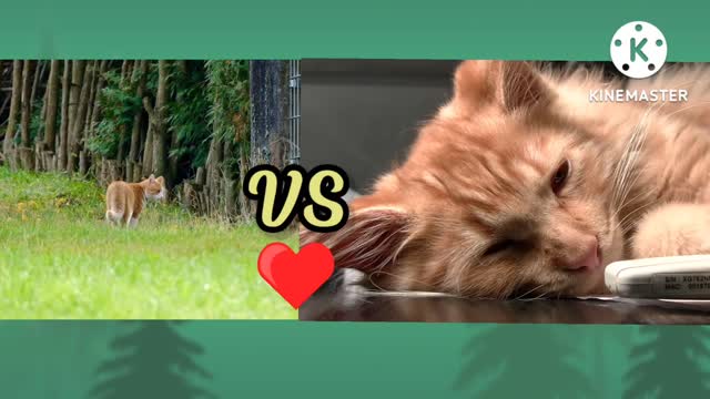 Baby Cats - Cute and Funny Cat Videos Compilation #34 | Aww Animals