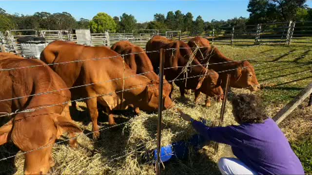 20 - No 9 and the 4 Boys off to the Brisbane River, 4 Calf's off to the Shine Coast Hinterland