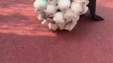 Most cute video in the internet || Baby Dog