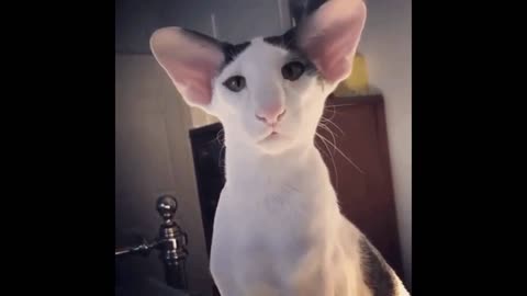 Eared cat gif video