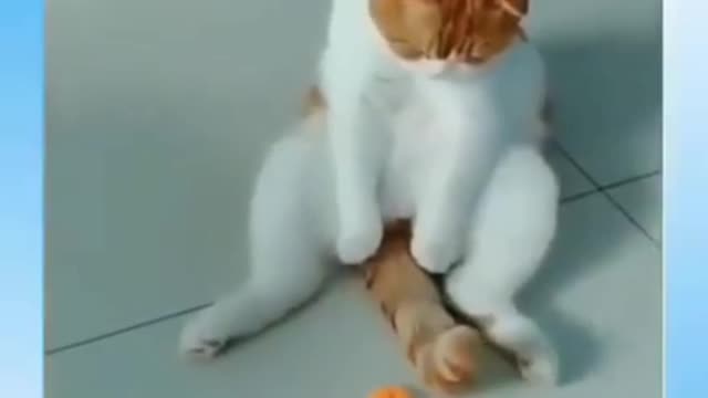 Cat plying with spinner