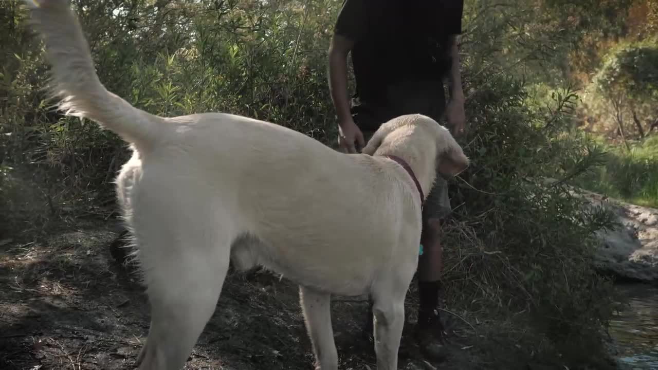 A dog with its owner in a forest