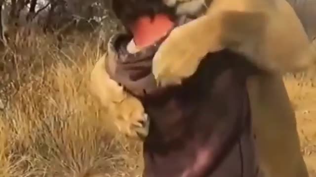 Incredible Friendship - Man and a Lion