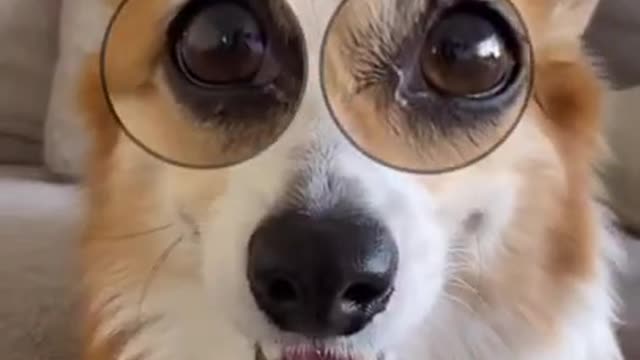 Cute and Funny Dogs Video Compilation 2021 _ Funniest Animals Video