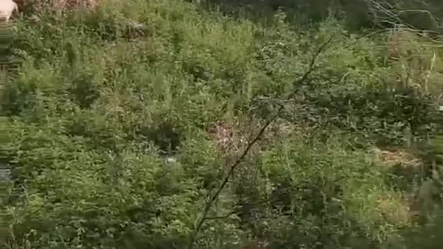 So many sheep