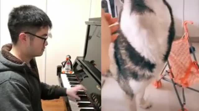 Husky piano duets with dog