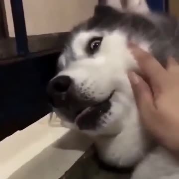 Husky dog ​​shock when owner woke him from his sleep