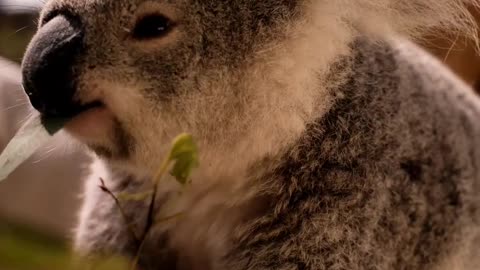 Koala Eating Leaves From a Branch