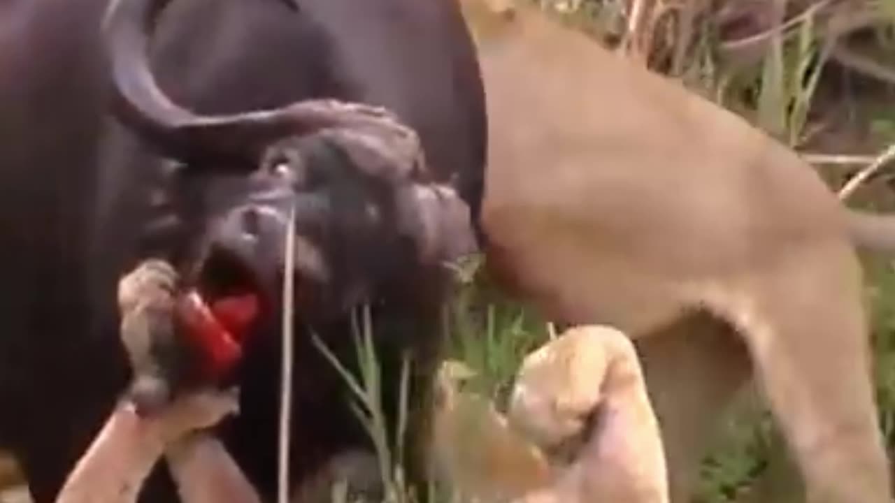 Buffalo reaction on lion attack
