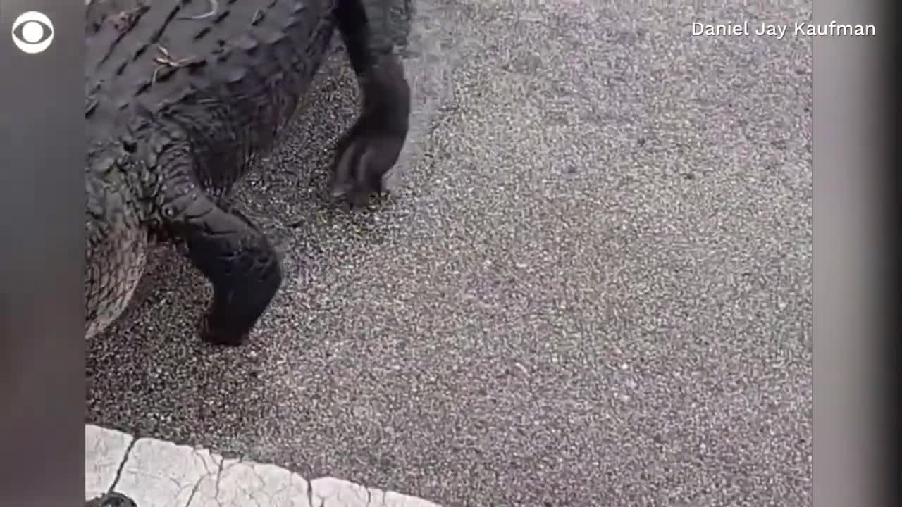 10-foot alligator crosses the road in Florida