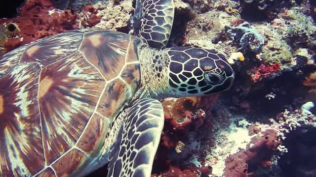 Wonders in the sea.2