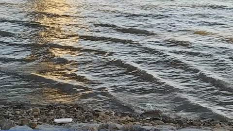 Cute duck in the waves