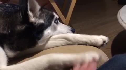 Dog switches hands with owner