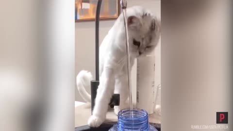 Curious cat plays in the running water at the sink faucet