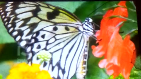 Butterfly enjoying on flower. A beautiful view