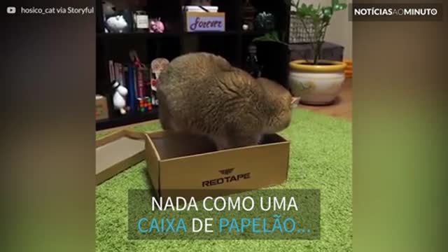 Gatinho adorável se aconchega em sua nova caixa