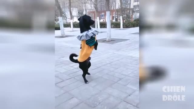 dancing dog disguised as an inhabitant