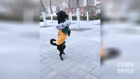 dancing dog disguised as an inhabitant