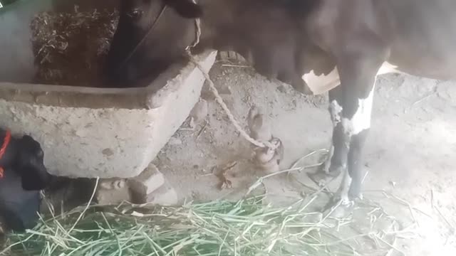 Beautiful animals easy god 🐄🐄🐄🐄🐄🐄🐄🐮🐮 o