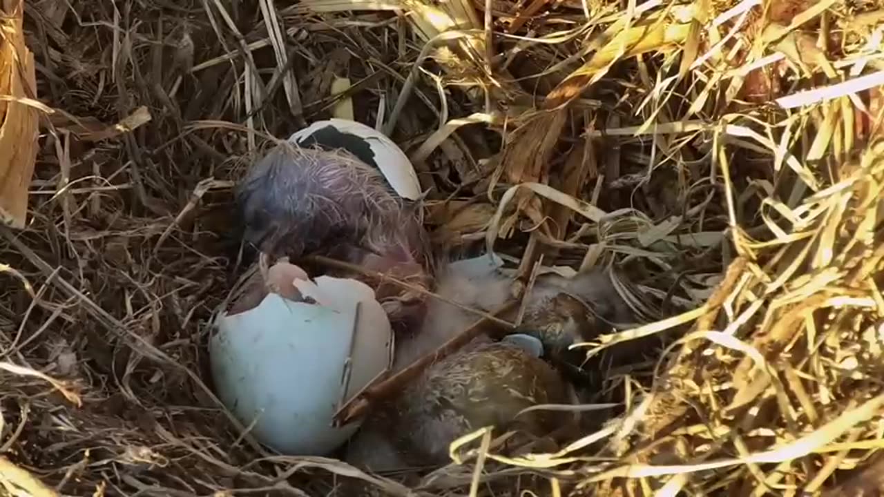 Bald Eagles Hatching