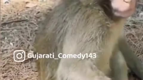 Monkey funny video