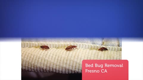 OCP Bed Bug Exterminator in Fresno, CA : Pest Control