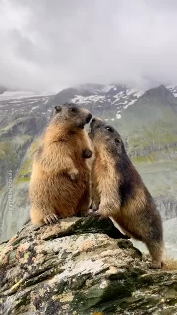 marmots, lovers chat