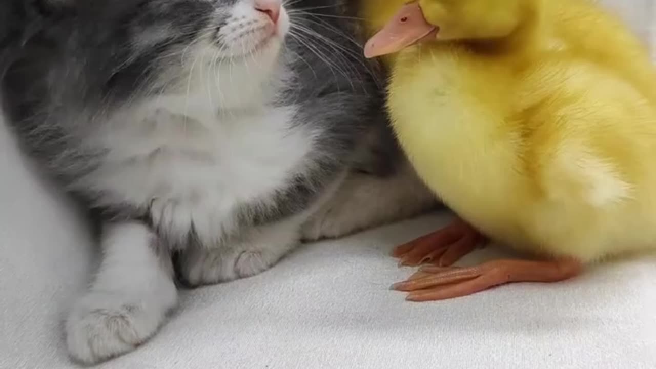 cute cats and ducks😂