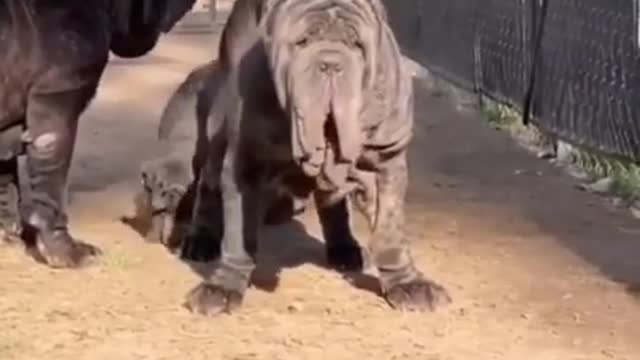 neapolitan mastiff//bull mastiff dogs//neapolitan mastiff in india