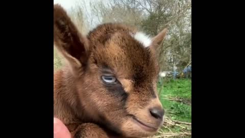 Cutest Animals Compilation!