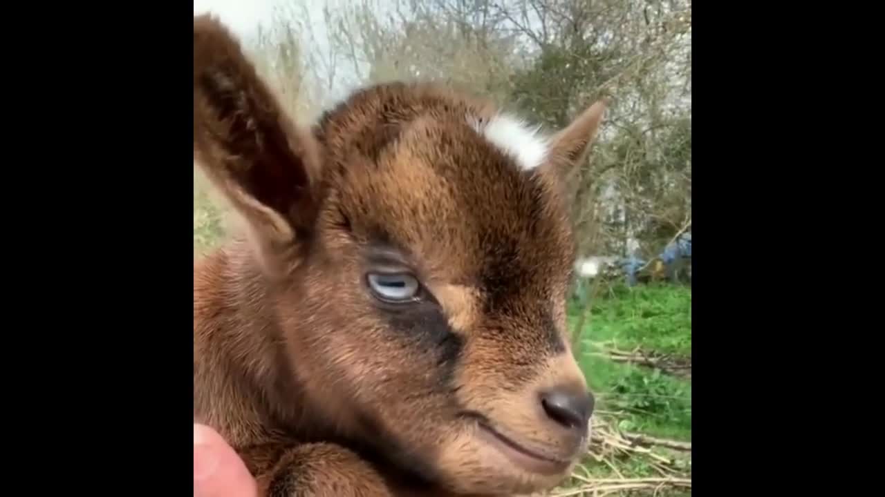 Cutest Animals Compilation!