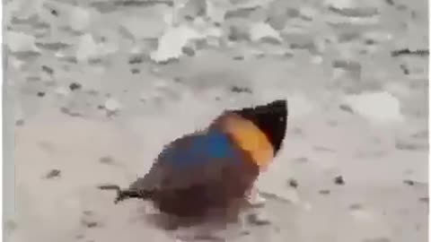 What the creature??