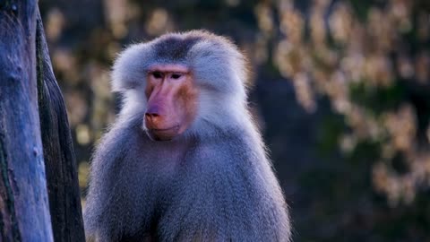 Baboon Ape Mammal