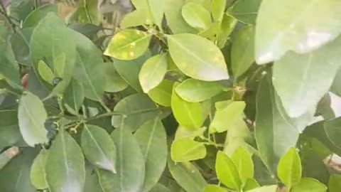 holly tree at home