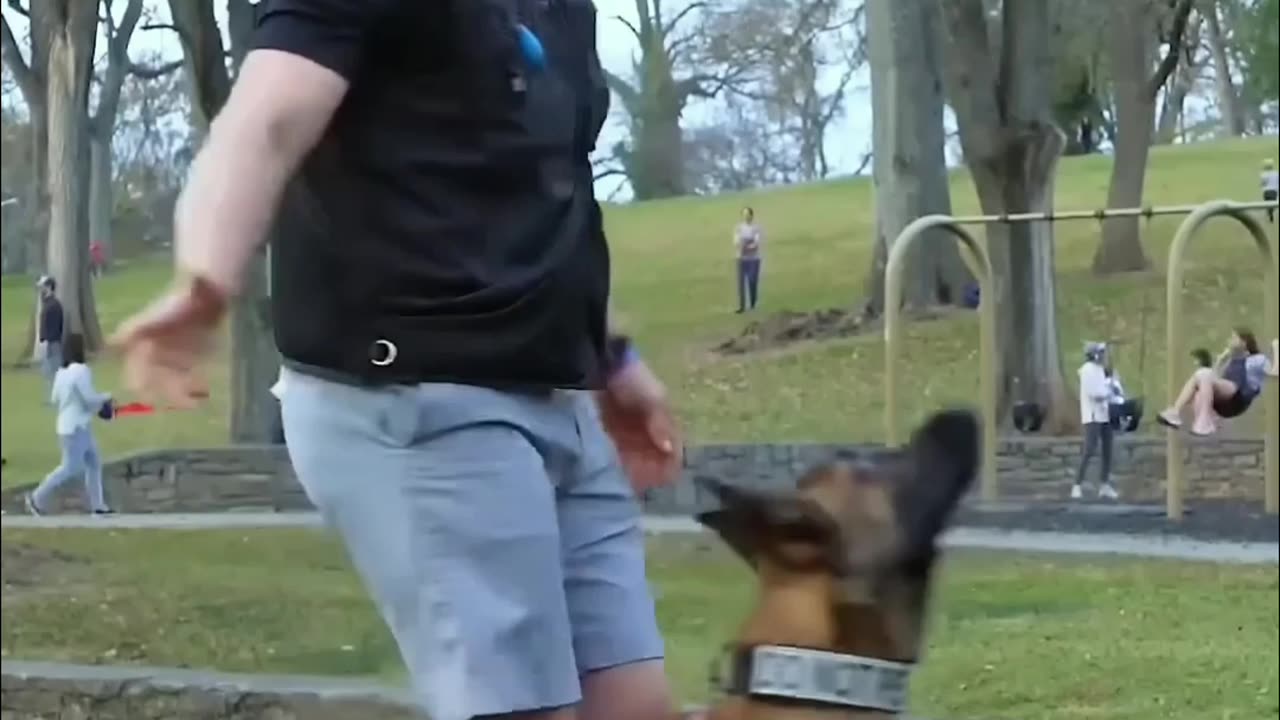 If your dog can't work off leash or around distractions, make sure they work on leash Frist