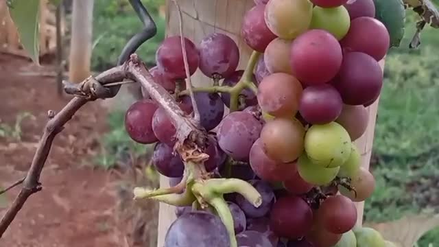 Nossa Videira🍇🍇🍇 A natureza é muito generosa..